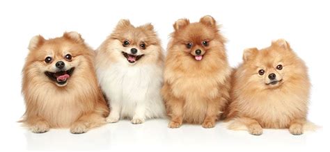 Pomeranian Haircut Styles - Expert Groomer Explains