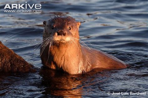 The southern river otter is believed to occupy the smallest ...