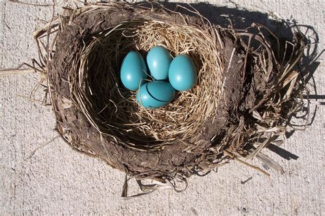 Nest Free Stock Photo - Public Domain Pictures