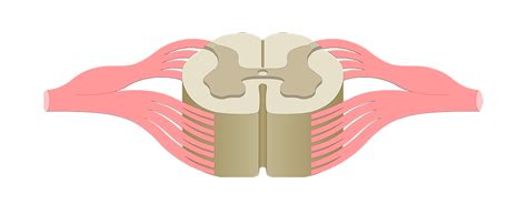 Spinal Cord Quiz: Cross-Sectional Anatomy