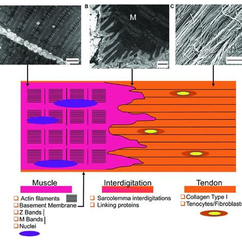 | Structure of the myotendinous junction. (A) Transmission electron... | Download Scientific Diagram