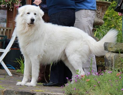 Maremma Sheepdog Info, Temperament, Training, Puppies, Pictures