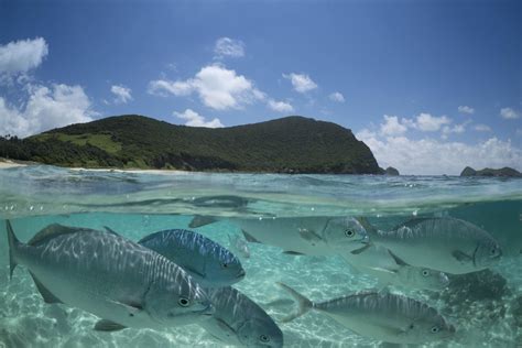 What’s the best way to meet the Lord Howe Island locals? Grab some snorkeling gear! Travel ...