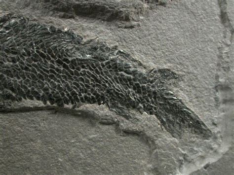 Fossil Fish Osteolepis Tetrapod Ancestor