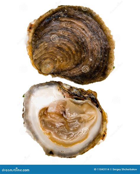 Oysters Belon Stock Images - Image: 11043114