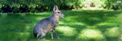 Can Patagonian Mara Be A Good Pet? Food, Care, Facts