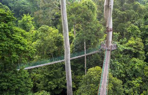 3D2N Danum Valley Wildlife Tour - Danum Valley Field Centre