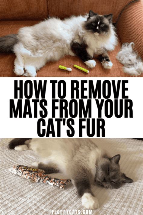 Cat Matted Fur: Tips & Tricks | Matted Cat Hair Solution