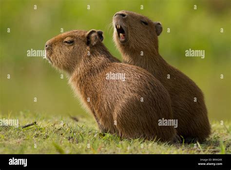 Pantanal capybara brazil hi-res stock photography and images - Alamy