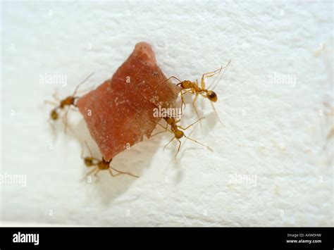 Red ants carrying food Stock Photo - Alamy