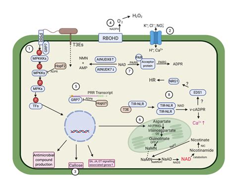 The role of NAD/NADP in plant immunity (A BSPP Summer Vacation Bursary Report) – BSPP – The ...