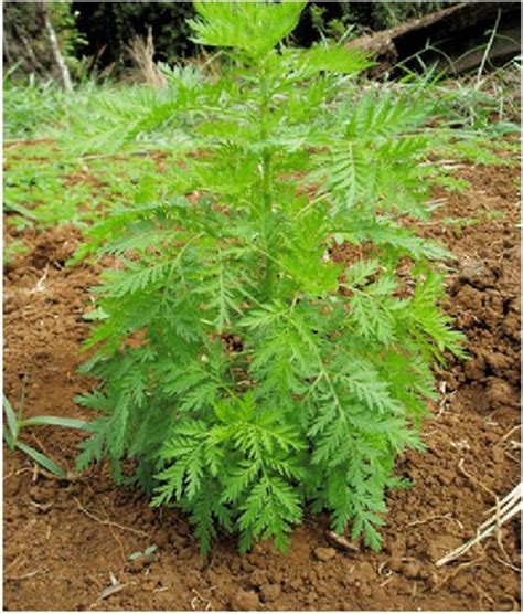 2000 Artemisia annua Seeds ,sweet wormwood Seeds , sweet annie Seeds ...