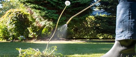 Do You Need to Use Both Pre- & Post-Emergent Weed Control in Georgia? | Bloom’n Gardens Landscape