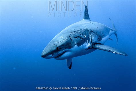 Minden Pictures - Female Great white shark (Carcharodon carcharias) with scars inflicted by ...