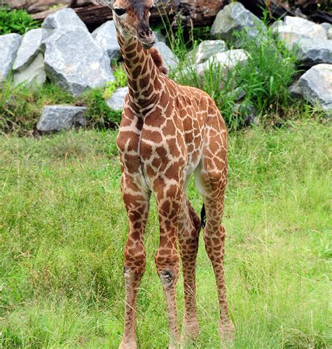 Virginia Zoo in Norfolk Attraction - Virginia Beach, VA