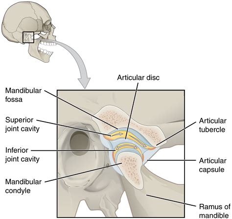 Module 23: Skull and Muscles of the Face – Anatomy 337 eReader