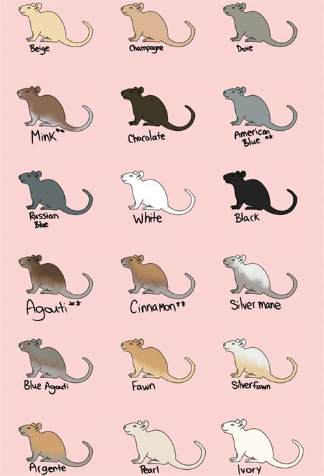 *Old Guide* Varieties | Wiki | Pet Rats🐀 Amino