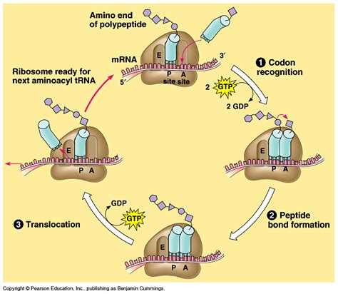 mRNA Translation