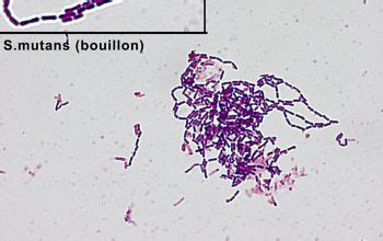 Streptococcus mutans