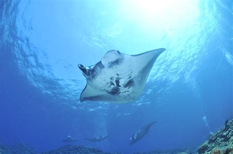 Meet the manta ray: Large enough to cover your car, they’re just gentle ocean giants
