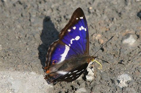 Purple Emperor Butterfly - A-Z Animals