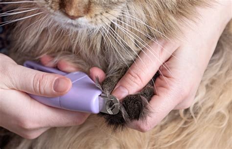 How to Properly Trim Your Cat's Claws | Healthy Paws Pet Insurance