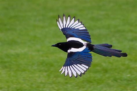 Korean Magpie : National Bird of Korea | Interesting Facts Bird of Korea