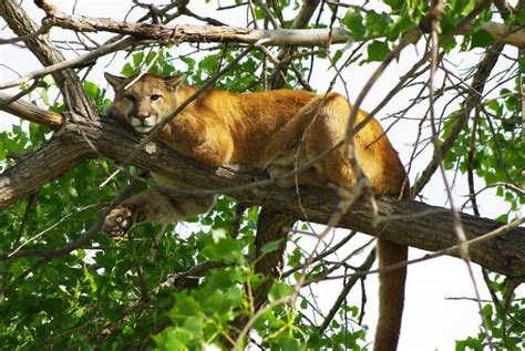 Mountain Lion Population (In Each U.S. State) - Wildlife Informer