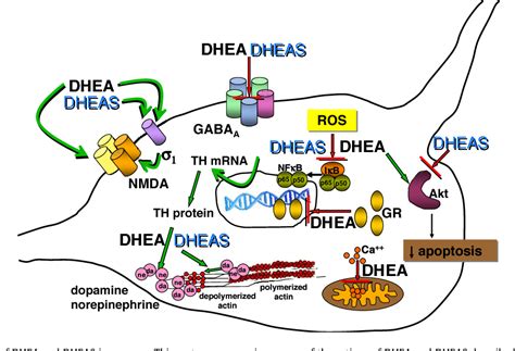 Figure 2 from Neurobiological and neuropsychiatric effects of ...