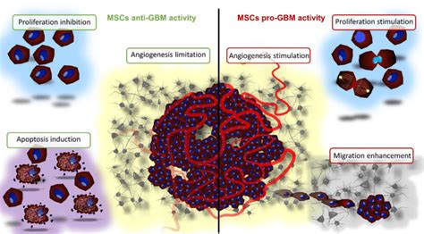 Main mechanisms involved in the control of glioblastoma (GBM ...