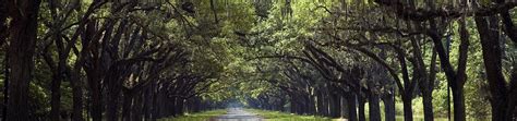 Wormsloe State Historic Site | Department Of Natural Resources Division