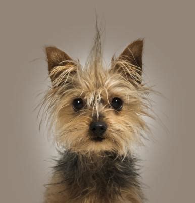 When Is a Yorkie Puppy Full-Grown? | Dog Care - The Daily Puppy