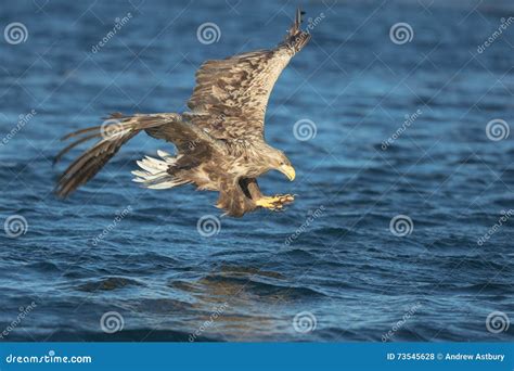 Hunting Eagle Attacking Prey. Stock Photo - Image of animal, hunting: 73545628