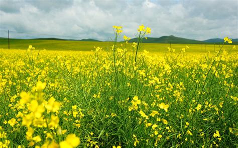 Finally We Saw The Prairie Canola Flower! Golden, An Oasis Of Canola ...