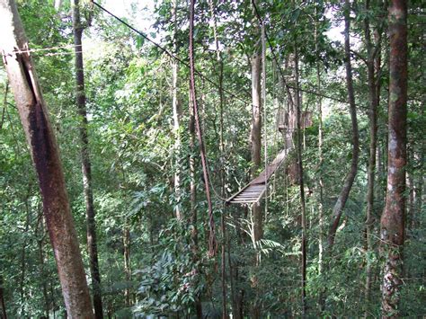 Sya The Backpacker: Taman Negara, Pahang | National Park, Pahang