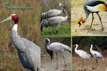 types of cranes birds in india Archives - All Bird Species