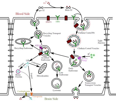 New work published on iron transport across the blood brain barrier (BBB) | Microscale Thermo ...