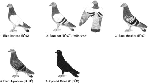 Bluish-grey and black pigeons. | Download Scientific Diagram