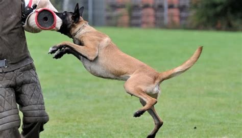 15 Best Police Dog Breeds Used for Police Work (most to least popular)