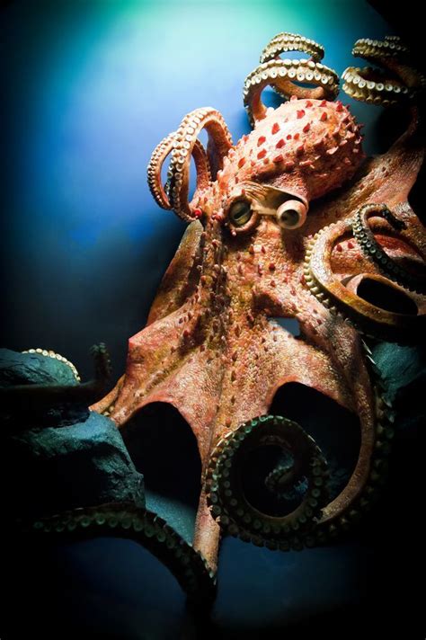 325 best images about Kraken octopus on Pinterest