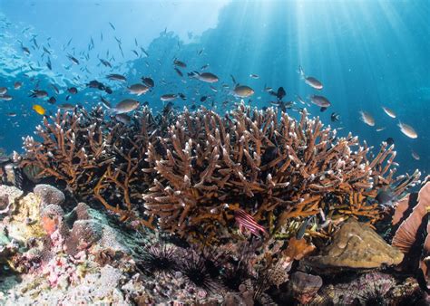 Acropora corals are thriving in Belize yet vanishing from nearby reefs - Earth.com