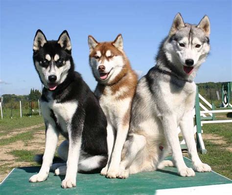 Female Siberian Husky Names: Perfect For Your Girl Dog | Razas de perros, Perro husky siberiano ...