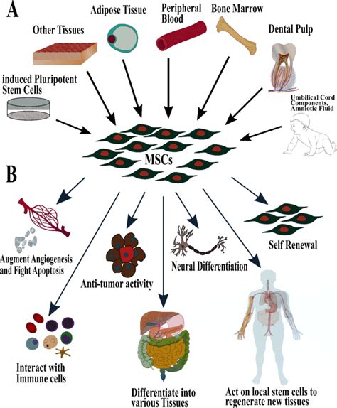 Sources and applicability of Mesenchymal Stem Cells. (A) MSCs can be ...