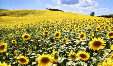 Taman Bunga Matahari - Tuscany Sunflower Fields - 1048x615 - Download ...