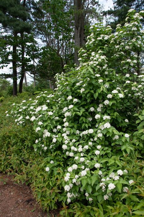 Great Shrubs for Fall Color | Prairie Nursery