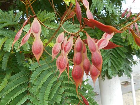 Yellow Poinciana Peltophorum pterocarpum Organic 10 Seeds | Etsy