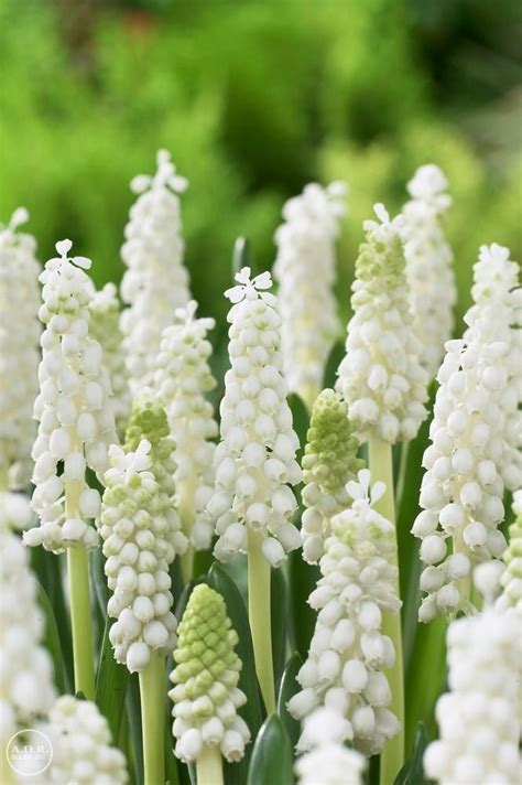 Muscari Botryoides Album Grape Hyacinth from ADR Bulbs Love Flowers, Spring Flowers, White ...