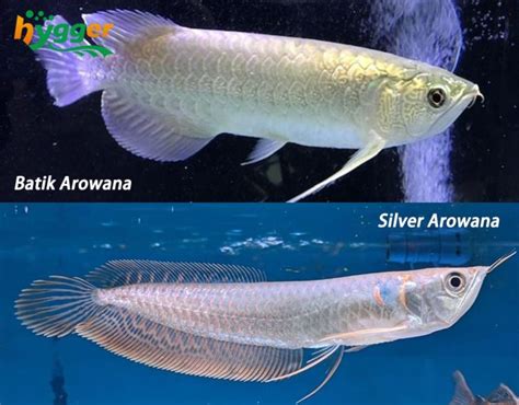 Fish Profiles - Arowana Fish Distribution and Types