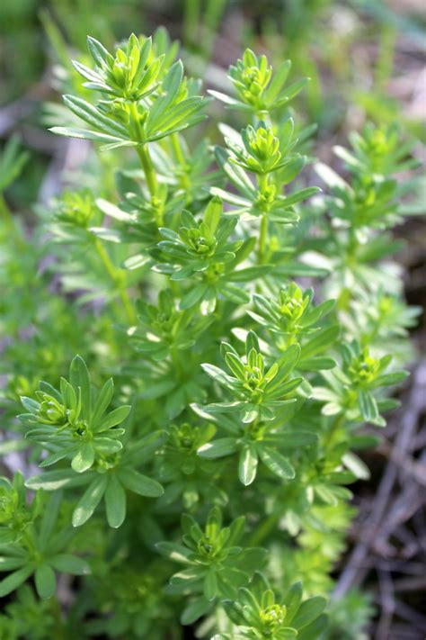 20+ Edible Weeds in Your Garden (with recipes!)