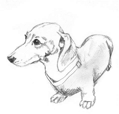 dog sketches animal clipart | Dog sketch, Dog drawing, Dachshund drawing